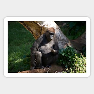 Gorilla - Grumpy Sticker